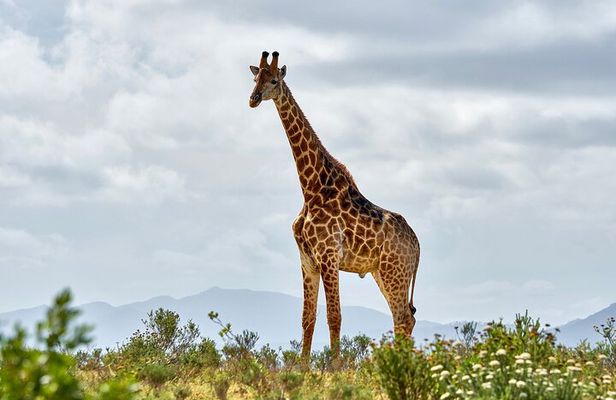 2 Days Mikumi Private Safari from Zanzibar with Accommodation