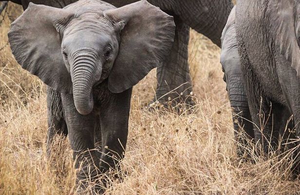 3 Days Private Budget Safari to Tarangire and Ngorongoro Crater