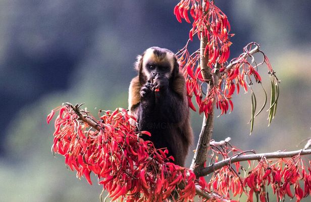 4 Day Tour to the Manu National Park