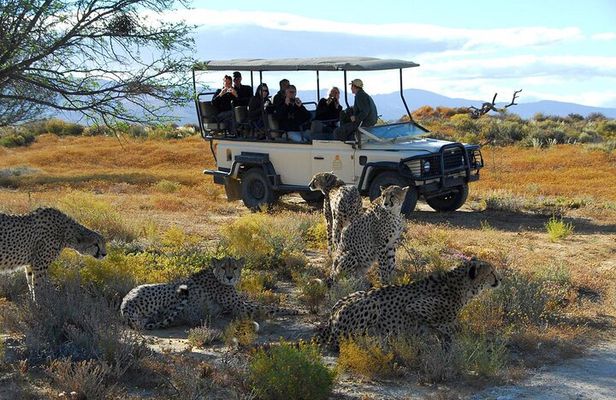 2 Day Inverdoorn Luxury Safari