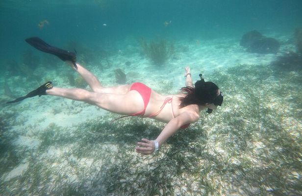 Costa maya ,snorkeling tours on reefs, with fish and sea turtles