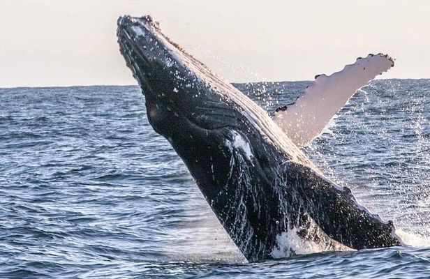 Kalbarri Whale Watching Tour