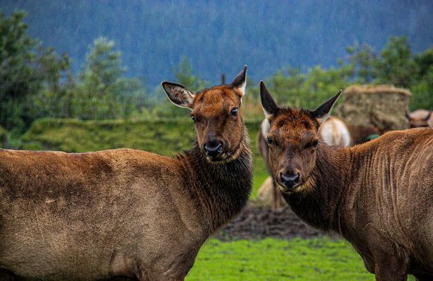 Glacier View & Wildlife Adventure Tour