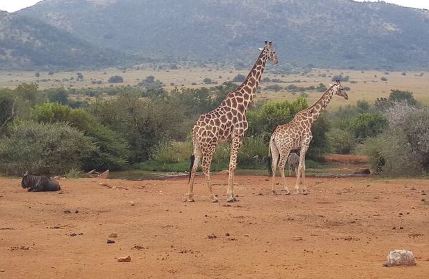 Full day Pilanesberg Safari Tour