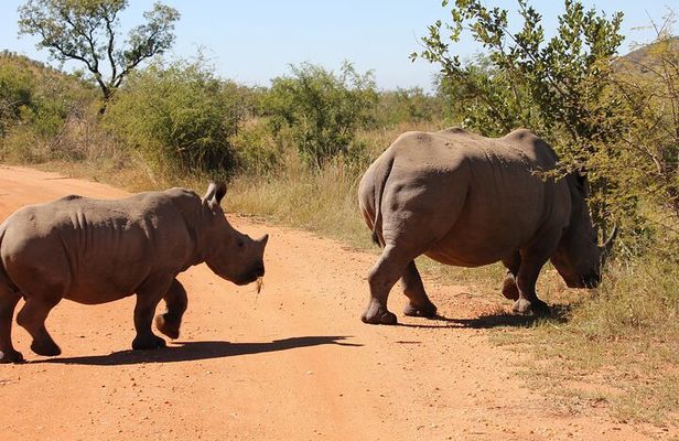 Rhino and Lion Park Safari Tour