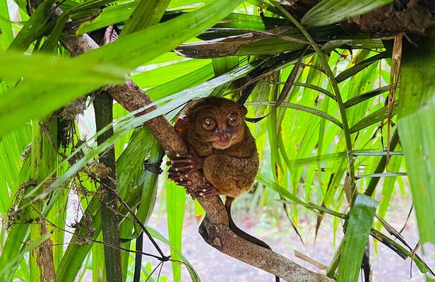Bohol Day Tour with Round-Trip Transfers from Cebu