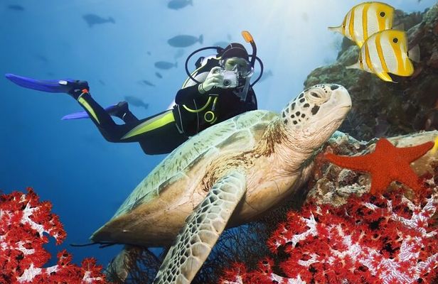 Scuba Diving Experience in Kusadasi with Instructor and Transfer