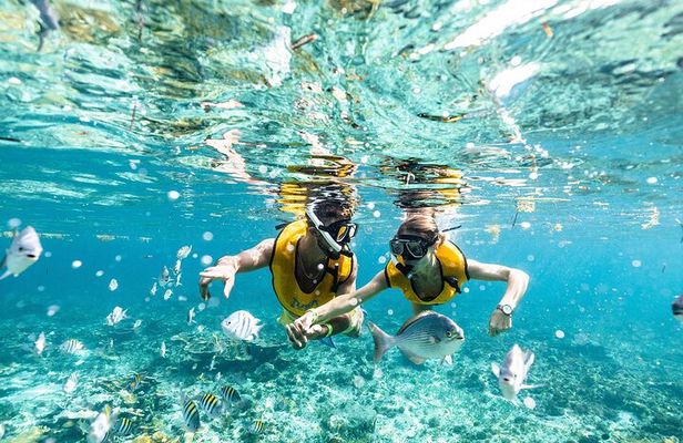 Reef and Shipwreck Snorkeling Tour