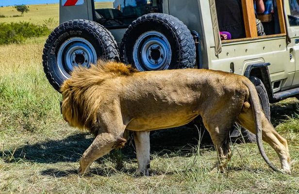 3 Days Private Masai Mara Safari