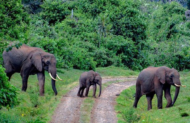 2 Days Aberdare National Park & Solio Ranch Safari 