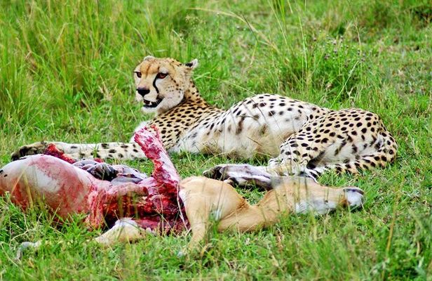 2 Days 1 Night Amboseli National Park Safari from Nairobi