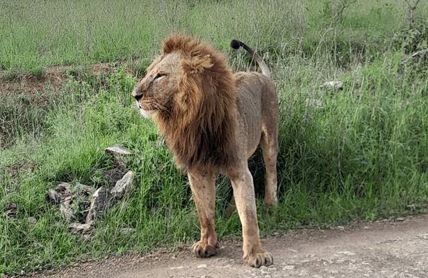 Masai Mara National Reserve Day trip From Nairobi.