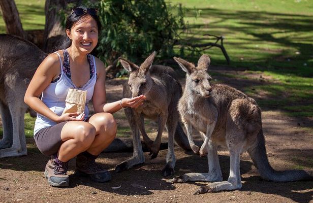Full-Day Waterfalls, Wilderness & Wildlife Hobart Tour