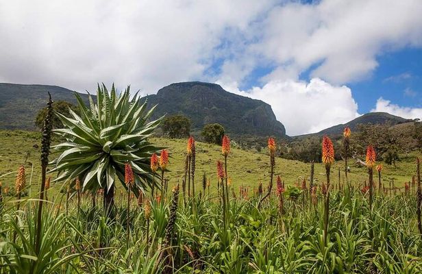 6 Days Bale Mountains Trekking