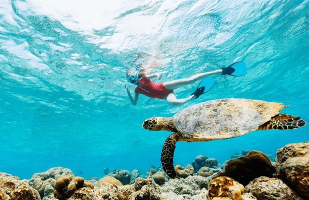 Mauritius : Swim with turtles and Port Louis Street food tour
