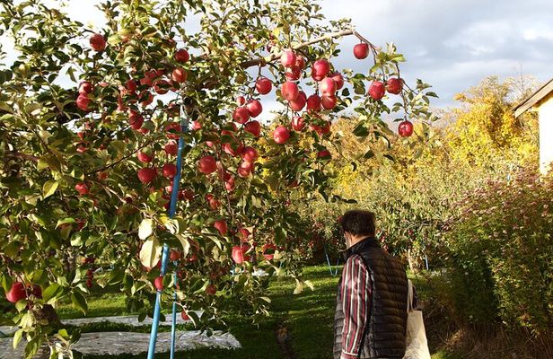 Rice Paddy Art and Apple Picking Full day Private Tour