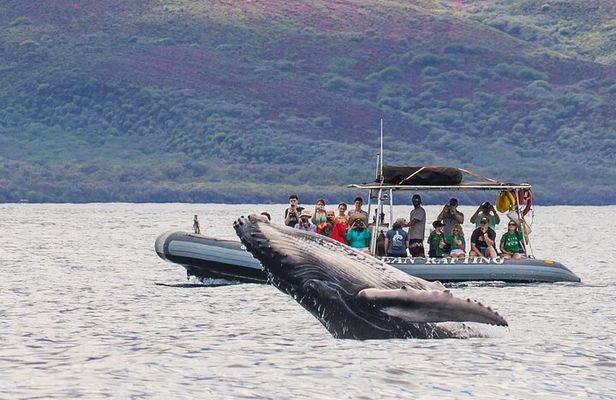 Eye-Level Whale or Dolphin Watching Eco-Raft Tour from Lahaina