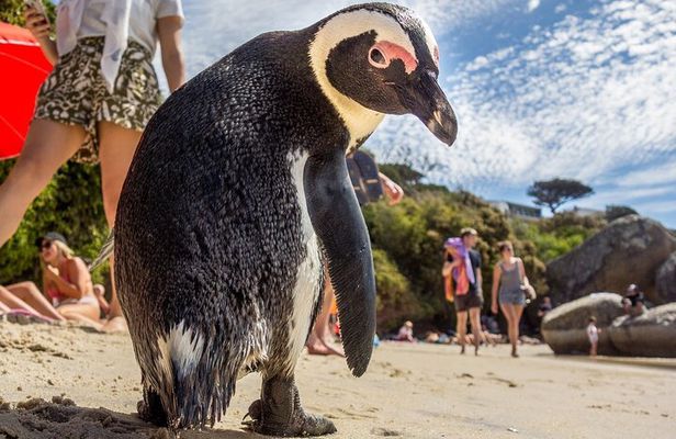 Swim with Penguins at Boulders Beach Penguin Colony