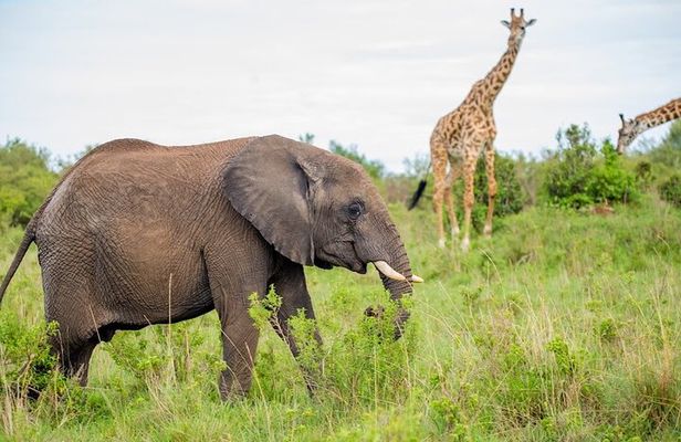 4-Day Guided Tour in Maasai Mara National Reserve Kenya