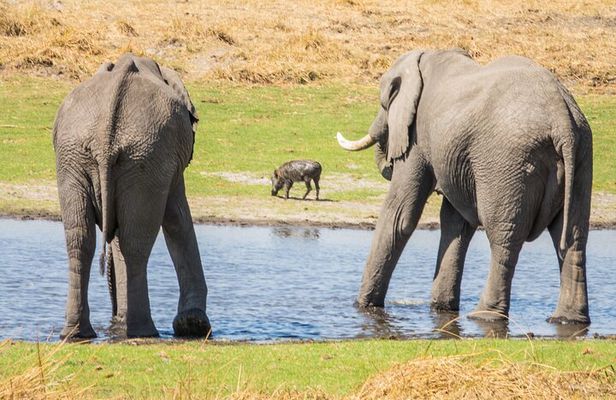 6 Hour Pilanesberg Open Vehicle Safari from Johannesburg