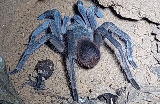 Explore the Dark Side of Nature: Manzanillo Refuge Night Walk