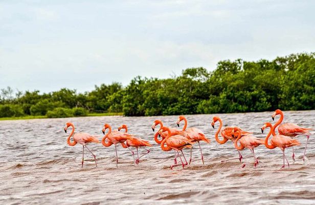 Coloradas Adventure and Cancunito Beach Tour from Merida