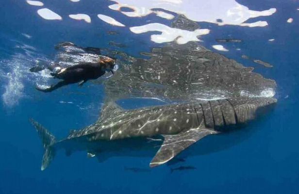 Swim with Whale Shark from Isla Mujeres and Cancun