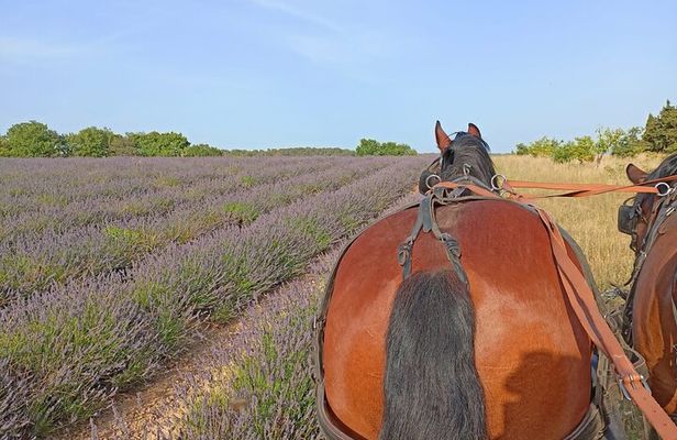 Carriage rides in the heart of the Luberon