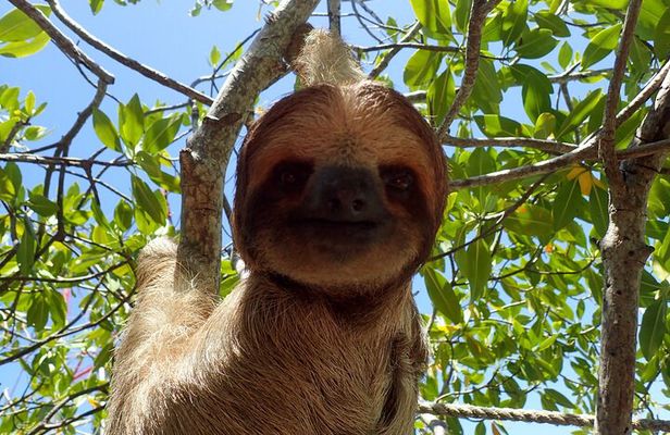 Roatan Iguana Park and Monkey/Sloth park Sanctuary and Beach Stop