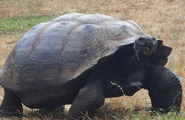 Giant Turtle Watching and Lava Tunnels Tour