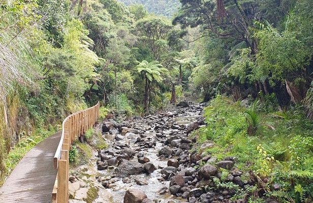 Coast and Rainforest Eco-Tour from Auckland with Lunch