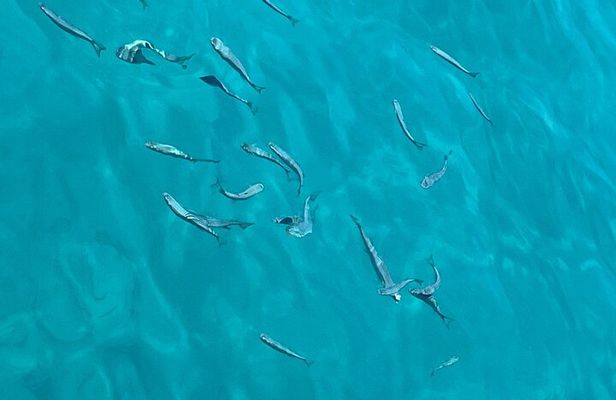 Full Day Boat Tour, Blue Lagoon and Šolta with lunch&drinks