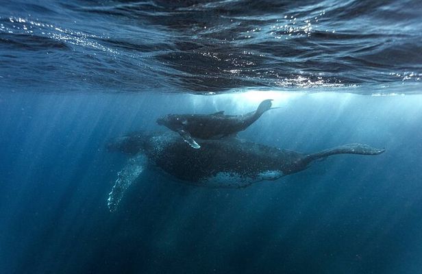 Whale Watching in Sao Tome & Principe