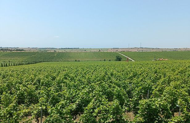 Ktima Gerovassiliou Wine Tour & Museum – Thessaloniki”