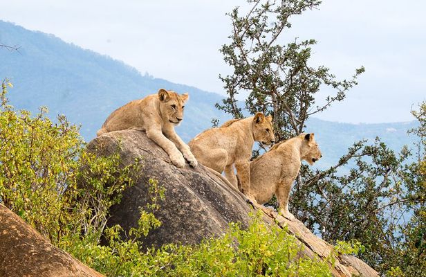  3 Days 2 Nights Masai Mara Standard Safari