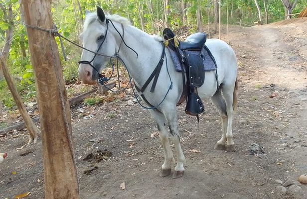 1 1/2 hours Tour Horseback Riding and Visiting the Beach
