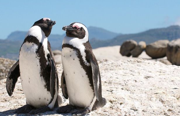 Cape Town Shore Tour: Table Mountain, Penguin & Cape Point