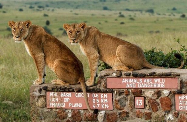Nairobi National Park, Baby Elephant Orphanage and Giraffe Centre