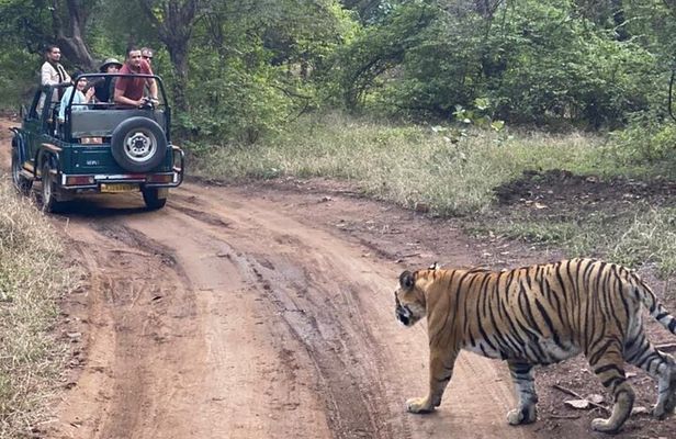 2 Days, 1 Night, Private Jaipur to Ranthambore Guided Tour