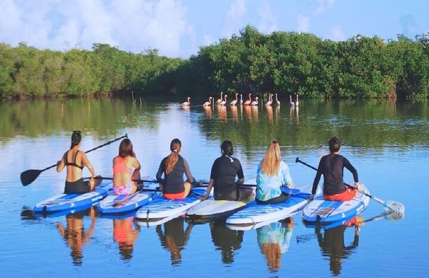 Learn Paddle Board and Explore the Mangroves of Progreso