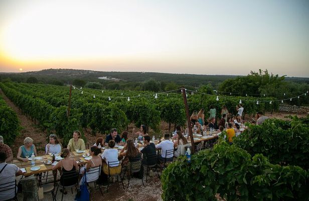 Wine Experience: vineyard, wines and food