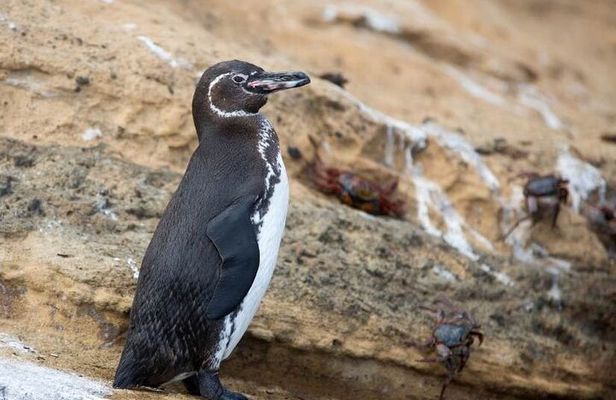 The Galapagos Penguin Route 7 Day Tour