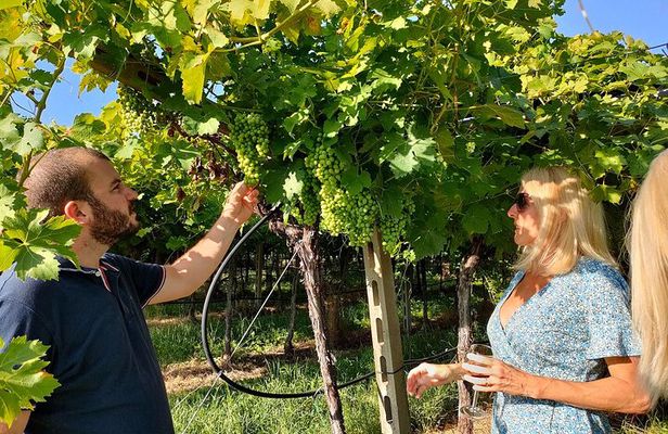 Vineyard Tour and Wine Tasting in Cavaion Veronese