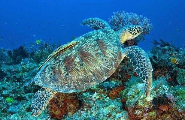 Private Bali Snorkling at blue lagoon