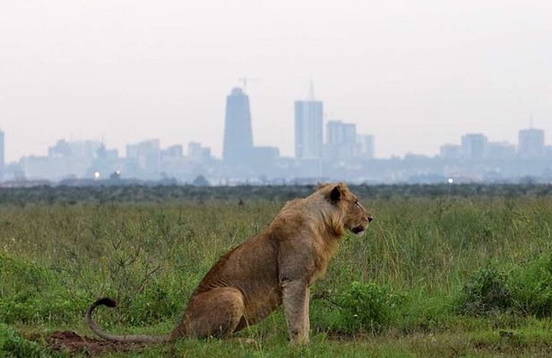 Layover Tour To Nairobi Park and Giraffe center in Nairobi Kenya