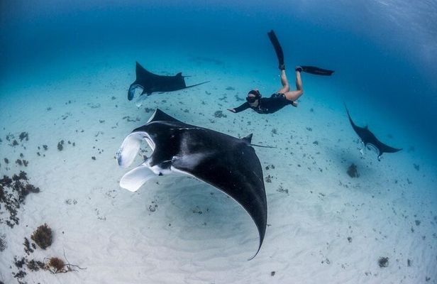 Swim with Manta Rays : Snorkeling Day Trip from Bali