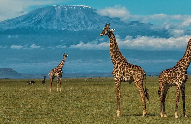 Private Day Tour Amboseli National Park With 4*4 vehicle