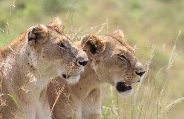 2 Days Salt Lick Safari Tour