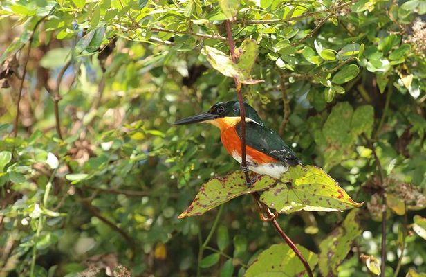 Wings of Belize: Crooked Tree Wildlife Adventure 
