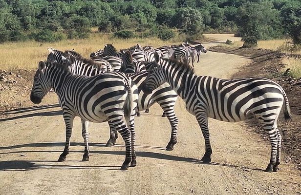 Nairobi National Park and Giraffe Centre Guided Safari Tour